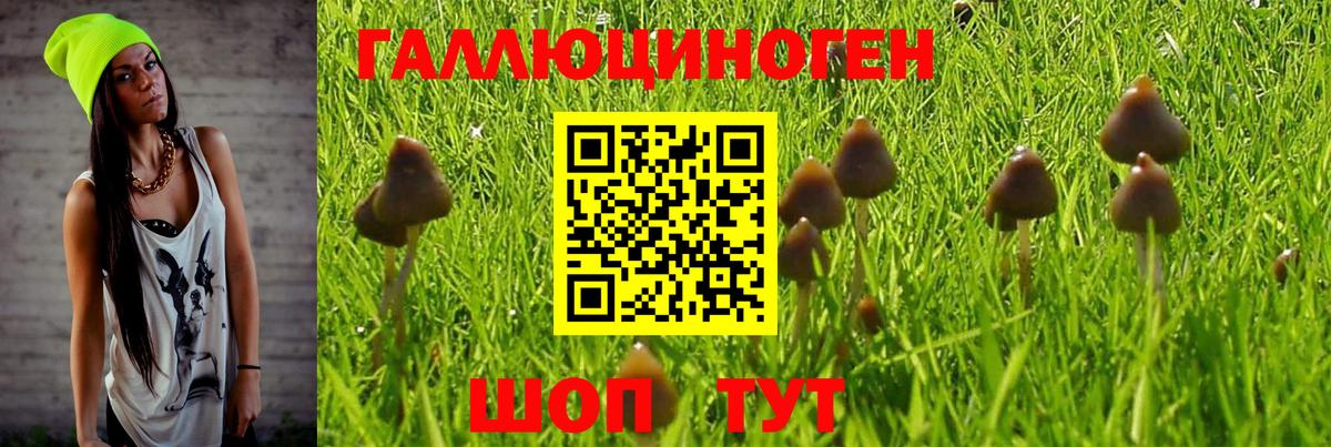 Кимры  Псилоцибиновые грибы Psilocybine cubensis  Вход с VPN 